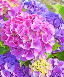 Hydrangea Flowers Plants paint by numbers