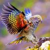 Kea Bird With Colorful Wing paint by numbers