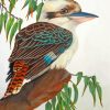 Kookaburra Bird On Branch paint by numbers