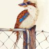 Kookaburra Bird On Fence paint by numbers