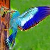 Blue Kraska Birds paint by numbers