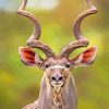 Kudu Animal With Horns paint by numbers