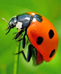 Ladybug Insect paint by numbers