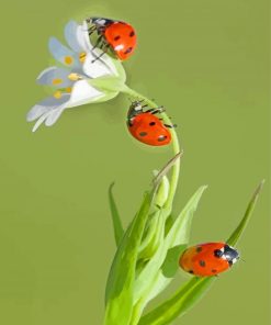 Ladybugs Insects On Plant paint by numbers