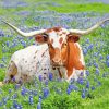 Aesthetic Longhorn Animal paint by numbers