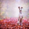Lurcher Puppy Dog paint by numbers