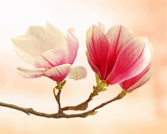 Magnolia Flowering paint by numbers