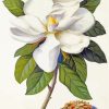 Magnolia White Flower paint by numbers