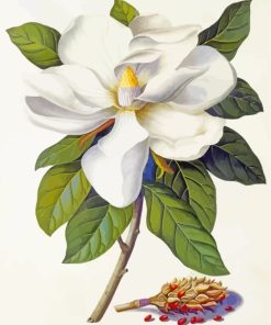 Magnolia White Flower paint by numbers