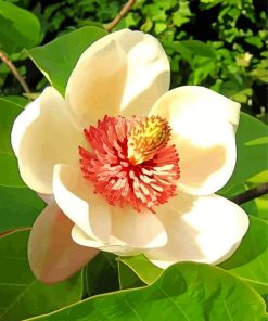 Magnolia Wiesen Flower paint by numbers