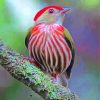 Aesthetic Manakin Bird paint by numbers