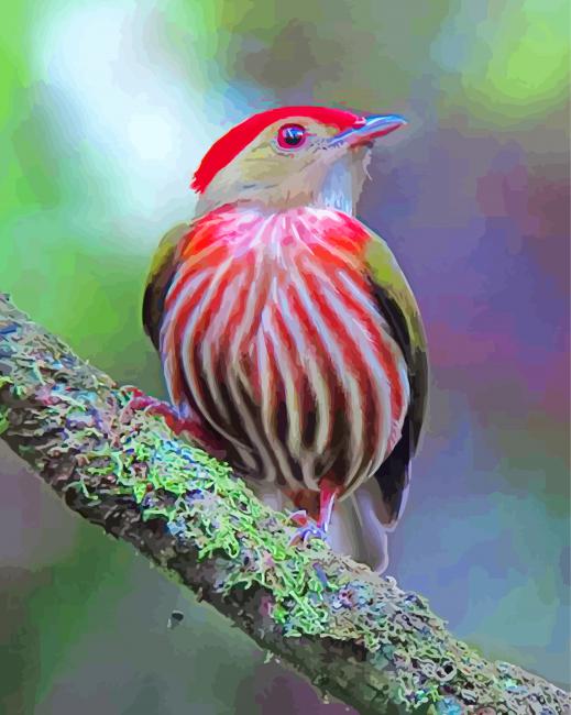 Aesthetic Manakin Bird paint by numbers