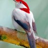 Manakin Bird On Branch paint by numbers