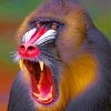 Mandrill Animal paint by numbers