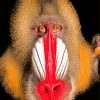 Mandrill Monkey Face paint by numbers