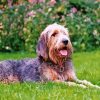 Handsome Otterhound paint by numbers