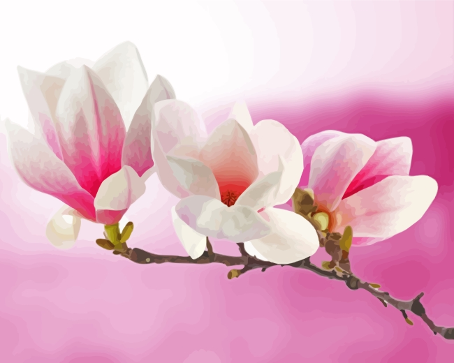 Pink White Magnolia paint by numbers