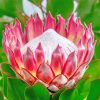 Aesthetic Pink Protea Plant paint by numbers