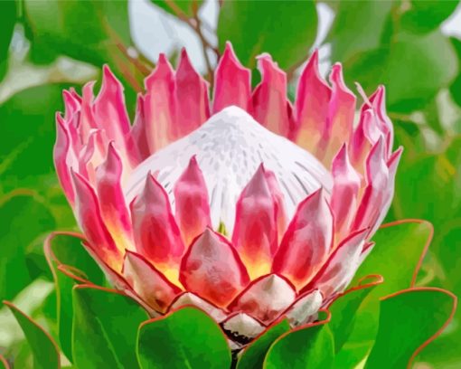 Aesthetic Pink Protea Plant paint by numbers
