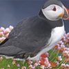 Aesthetic Puffin Bird paint by numbers