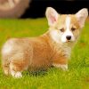 Welsh Corgi Dog paint by numbers
