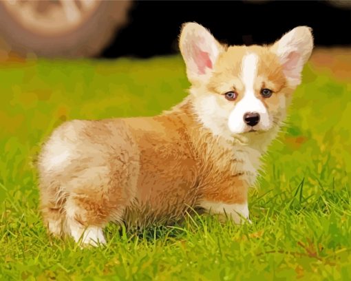 Welsh Corgi Dog paint by numbers
