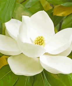 White Magnolia Flower paint by numbers
