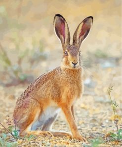 Wild Hare Animal paint by numbers