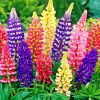 Aesthetic Colorful Lupins paint by numbers