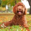 Labradoodle Puppy Dog paint by numbers