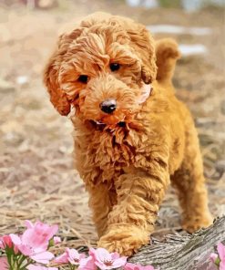 Aesthetic Labradoodle paint by numberrs