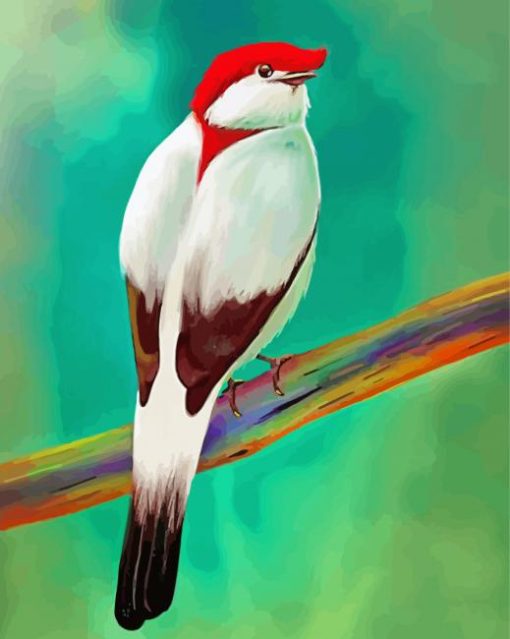 Beautiful Manakin Bird paint by numbers