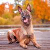 Belgian Malinois Dog Pet paint by numbers