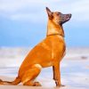 Berger Belge Malinois paint by numbers