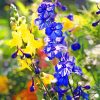 Beautiful Larkspur Flowers paint by numbers