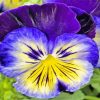Blue And Yellow Pansy paint by numbers