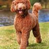 Brown Labradoodle Puppy paint by numbers