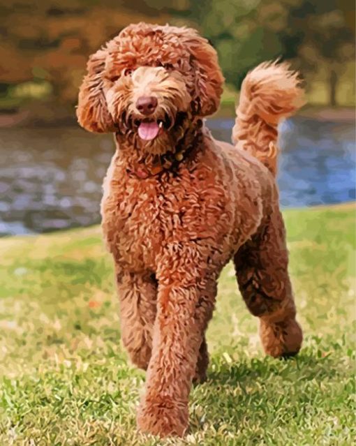 Brown Labradoodle Puppy paint by numbers