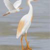 Cattle Egret Birds paint by numbers
