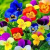 Colorful Pansies paint by numbers