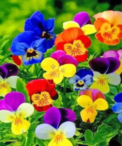 Colorful Pansies paint by numbers