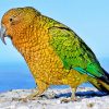 Cute Kea Bird paint by numbers