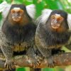 Marmosets On Branch paint by numbers