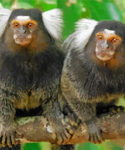 Marmosets On Branch paint by numbers
