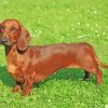 Brown Dachshund Dog paint by numbers