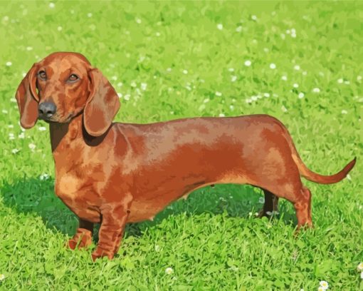 Brown Dachshund Dog paint by numbers