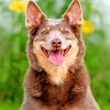 Happy Kelpie Dog paint by numbers