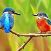 Kingfishers On Branch paint by numbers