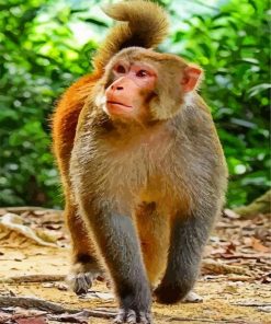 Macaque Monkey paint by numbers