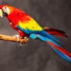 Colorful Macaw Bird paint by numbers